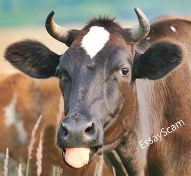 Cheater Report Cheater Report